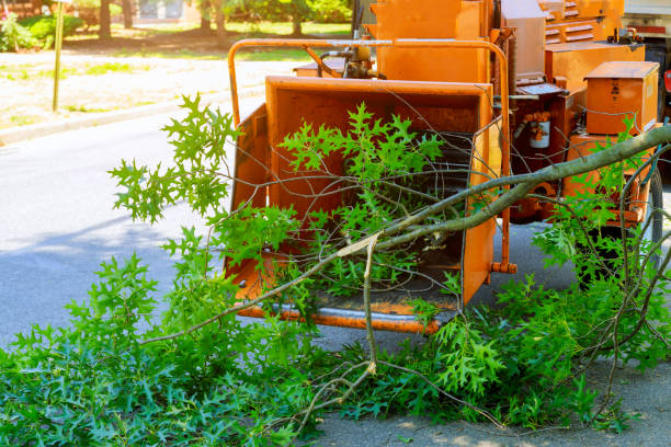 Best Tree Maintenance Programs  in USA